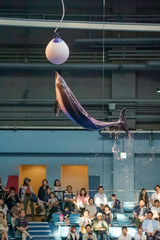 ジャンプするイルカ