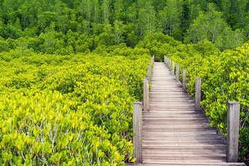Fototapeta na wymiar Golden mangrove forest with wooden walkway on the right