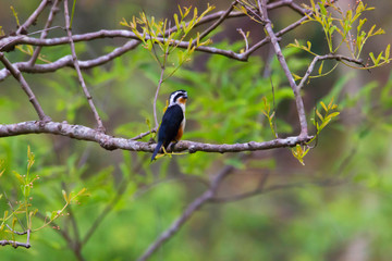 Collared falconet, Microhierax caerulescens, Jim Corbett National Park, Nainital District, Uttarakhand, India