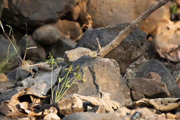 Hume's warbler, Phylloscopus humei, Sinhagad valley, Pune district, Maharashtra, India