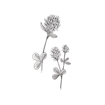 Сlover flower sketch. Hand-drawn black two flowers of clover with leaves, isolated on white background. Sketch style illustration.