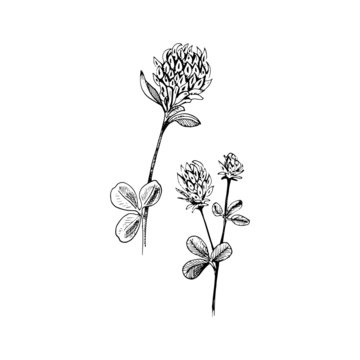 Сlover flower sketch. Hand-drawn black two flowers of clover with leaves, isolated on white background. Sketch style vector illustration.