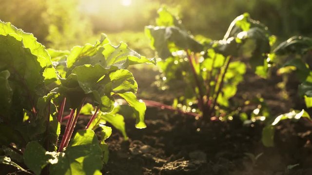 Gorgeous bunch of organic beets on field of farm in sunset light. Summer harvest, close up, lens flare, selective focus