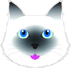 Birman cat smiling