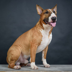 Bull Terrier on a wooden bench on a dark gray background