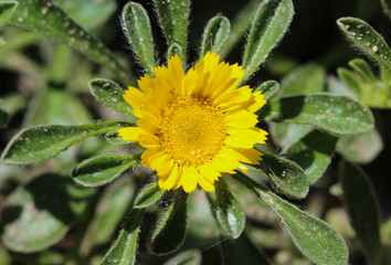 Pallenis maritima flower in garden blooming in spring