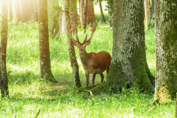 Naklejka na ściany i meble deer in the bright forest