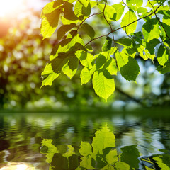 Fototapeta na wymiar green branch reflecting in the water