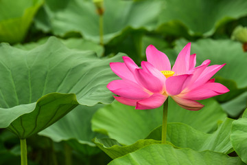 Fototapeta premium Lotus flowers blooming in the river