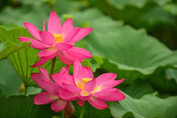 Fototapeta premium Lotus flowers blooming in the river