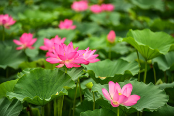 Lotus flowers blooming in the river