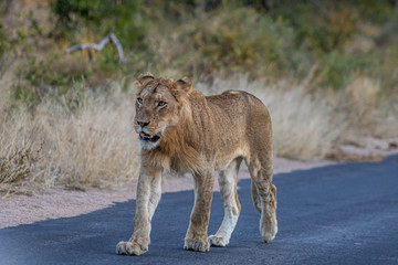 Pride of lion walking towards photographer