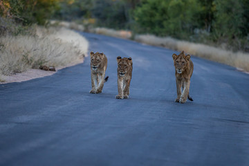 Pride of lion walking towards photographer