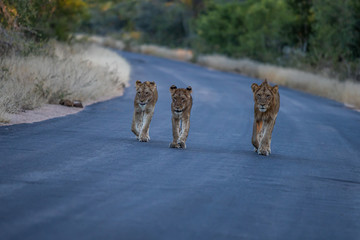 Pride of lion walking towards photographer