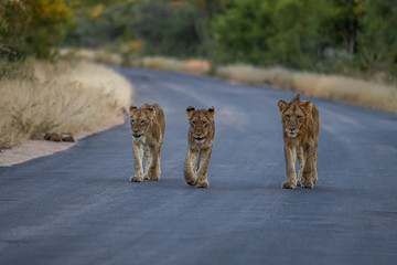Pride of lion walking towards photographer