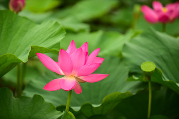 Obraz premium Lotus flowers blooming in the river