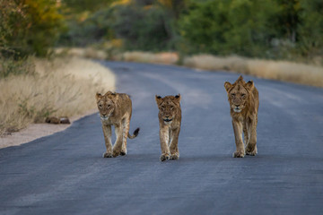Pride of lion walking towards photographer