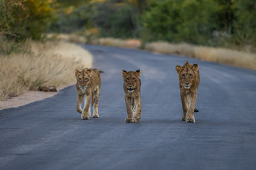 Pride of lion walking towards photographer