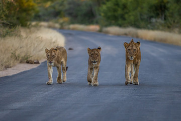Pride of lion walking towards photographer