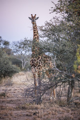 giraffe in south africa
