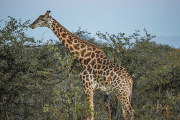 giraffe in africa