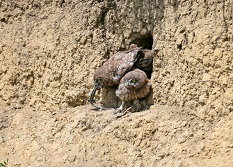 The little owl chicks are photographed in different funny situations after leaving the nest. They study the world around them with curiosity.