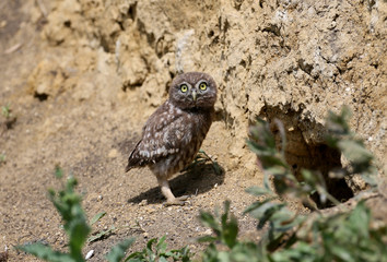 The little owl chicks are photographed in different funny situations after leaving the nest. They study the world around them with curiosity.
