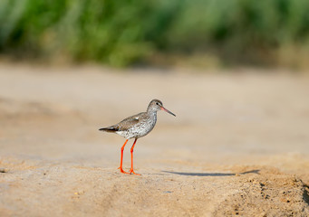 Close-up and detailed photo of the common redshank or simply redshank (Tringa totanus) stands on the ground and looks at the photographer. Bright colors and breeding plumage details