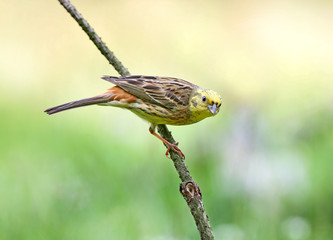 yellowhammer (Emberiza citrinella) close-up shot at different branches and logs from close range. Bright colors and detailed photos