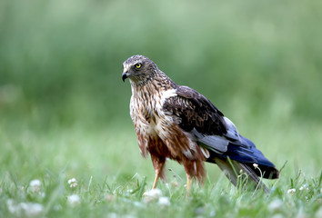 The male The western marsh harrier (Circus aeruginosus) sits on the ground among thick grass. Close-up and detailed photos