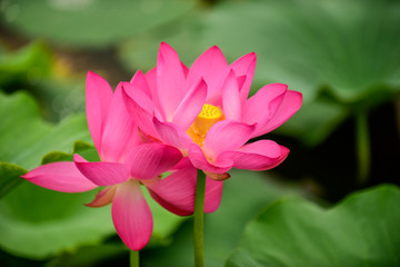 Lotus flowers blooming in the river