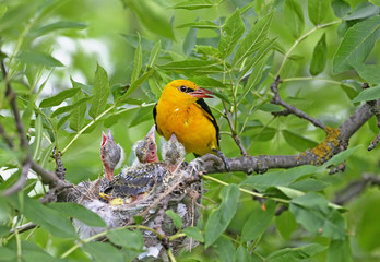 Rare and unusual feeding shots of the oriole chicks  by the adult orioles