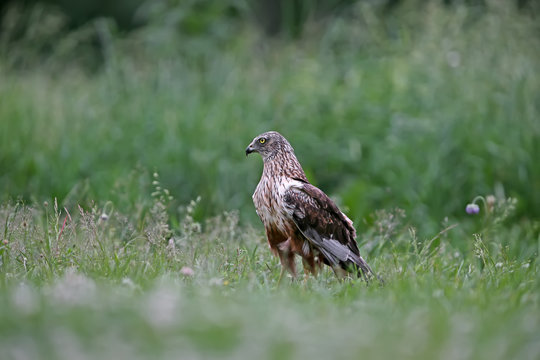 The male The western marsh harrier (Circus aeruginosus) sits on the ground among thick grass. Close-up and detailed photos