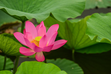 Lotus flowers blooming in the river