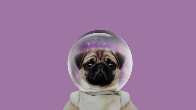 Happy and joyful dog video. Little pug. Dog close up. Animation of animals. Good dog Pet food. Pug on a monophonic background. A pet. Fluffy dog. Minimal motion art. 
