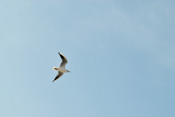 Seagull flying on beautiful blue sky