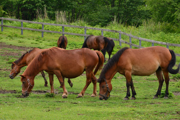 Fototapeta premium 木曽馬