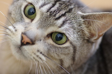 猫のアップ