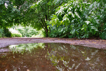young maple in the Park refinery in Yaroslavl. Reflection in a puddle of. Low point shooting