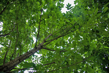 maple leaves against a blue sky.The Golden ring of Russia. Sunny summer day in Yaroslavl. Chestnut leaves against a blue sky.