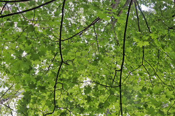 Fototapeta premium maple leaves against a blue sky.The Golden ring of Russia. Sunny summer day in Yaroslavl. Chestnut leaves against a blue sky.