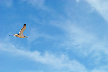 Seagull flying on beautiful blue sky