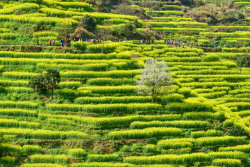 Crops in Wuyuan County, Shangrao City, Jiangxi, China: rape flowers