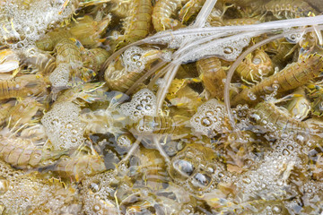 Seafood captured by the fishermen