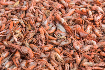 Seafood captured by the fishermen
