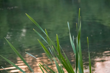 Typha. Yaroslavl. Warm evening in Neftyanik Park. Park refinery. Reflection of colorful sunset in the lake. Peace and quiet surrounded by green trees