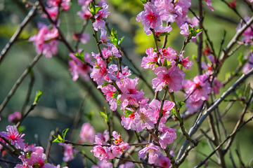 Naklejka premium blooming cherry tree in spring