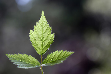 Green leaf texture, beautiful nature texture concept, copy space.