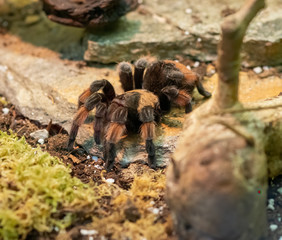 Brachypelma in a box waiting for food