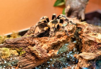 Mexican red knee tarantula Brachypelma smithi. close-up on a background of brown soil